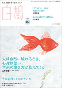 白鳩　表紙